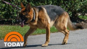SIGNS: President Biden’s Dog Removed From White House Over Excessive “Biting” Incidents