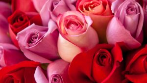 Save 20% on Romantic Roses for Your Loved Ones at This Valentine's Day Sale â Today Only