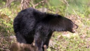 Bear Expert Confirms, Men Are The Bigger Threat To Women